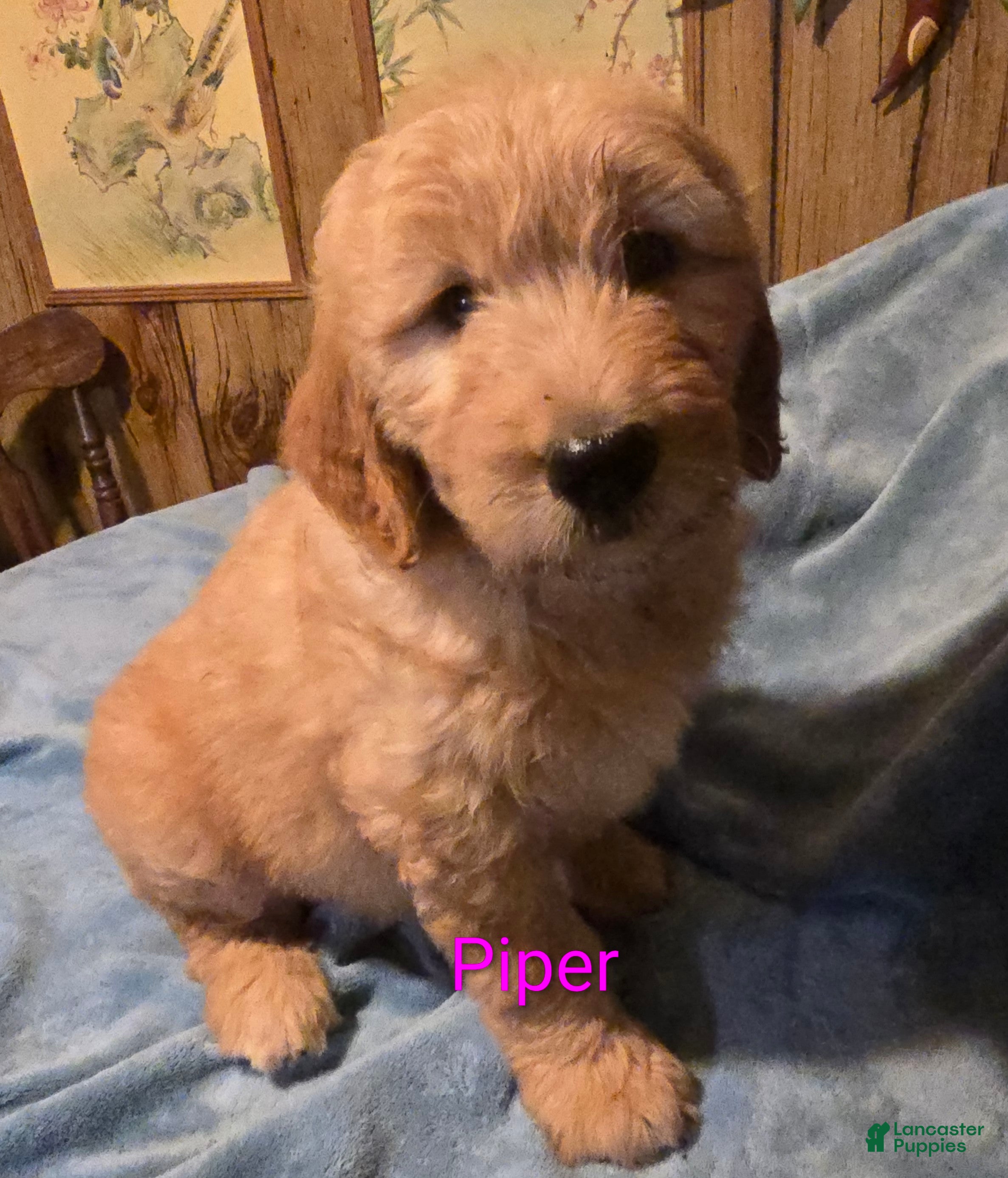 Goldendoodle dogs for sale: Piper - Ad 1