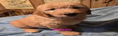 Piper