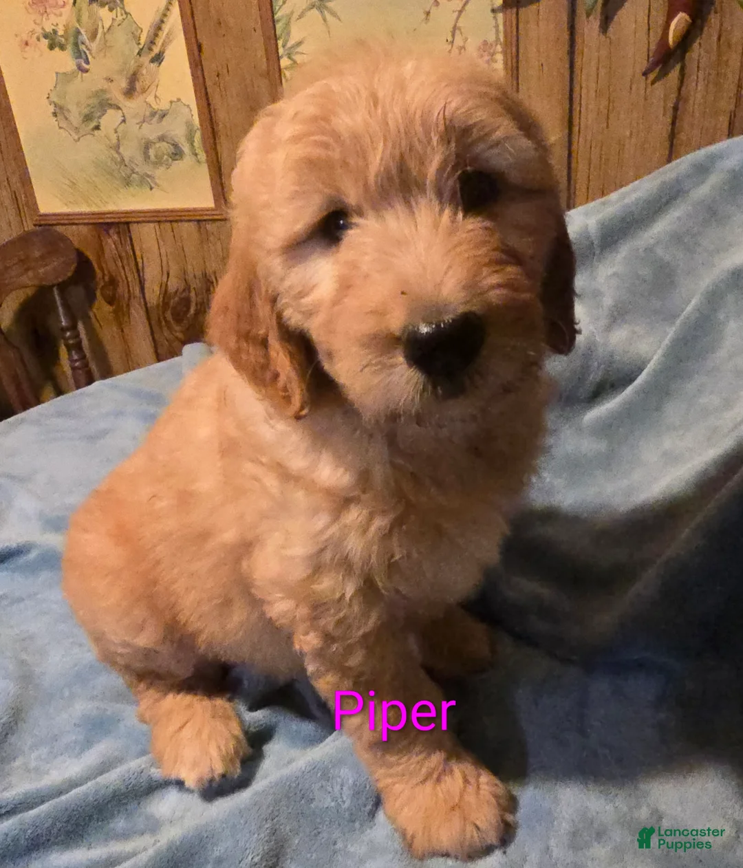 Goldendoodle dogs for sale: Piper - Ad 1
