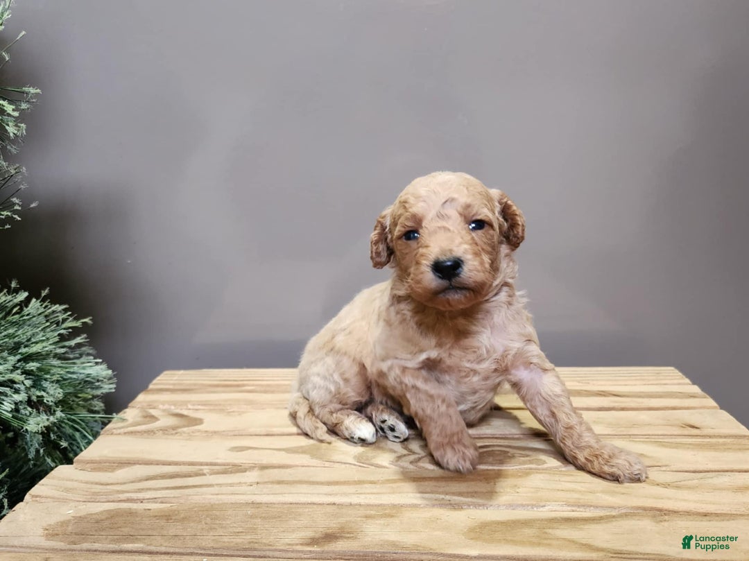 Mini Goldendoodle dogs for sale: Dover - Ad 10
