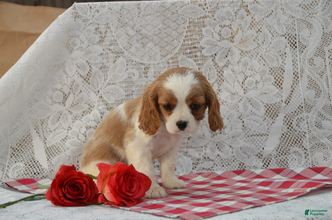 Cavalier King Charles Spaniel dogs for sale: Dakota - Ad 3