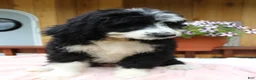Bernedoodle dogs for sale: Ava - Ad 9