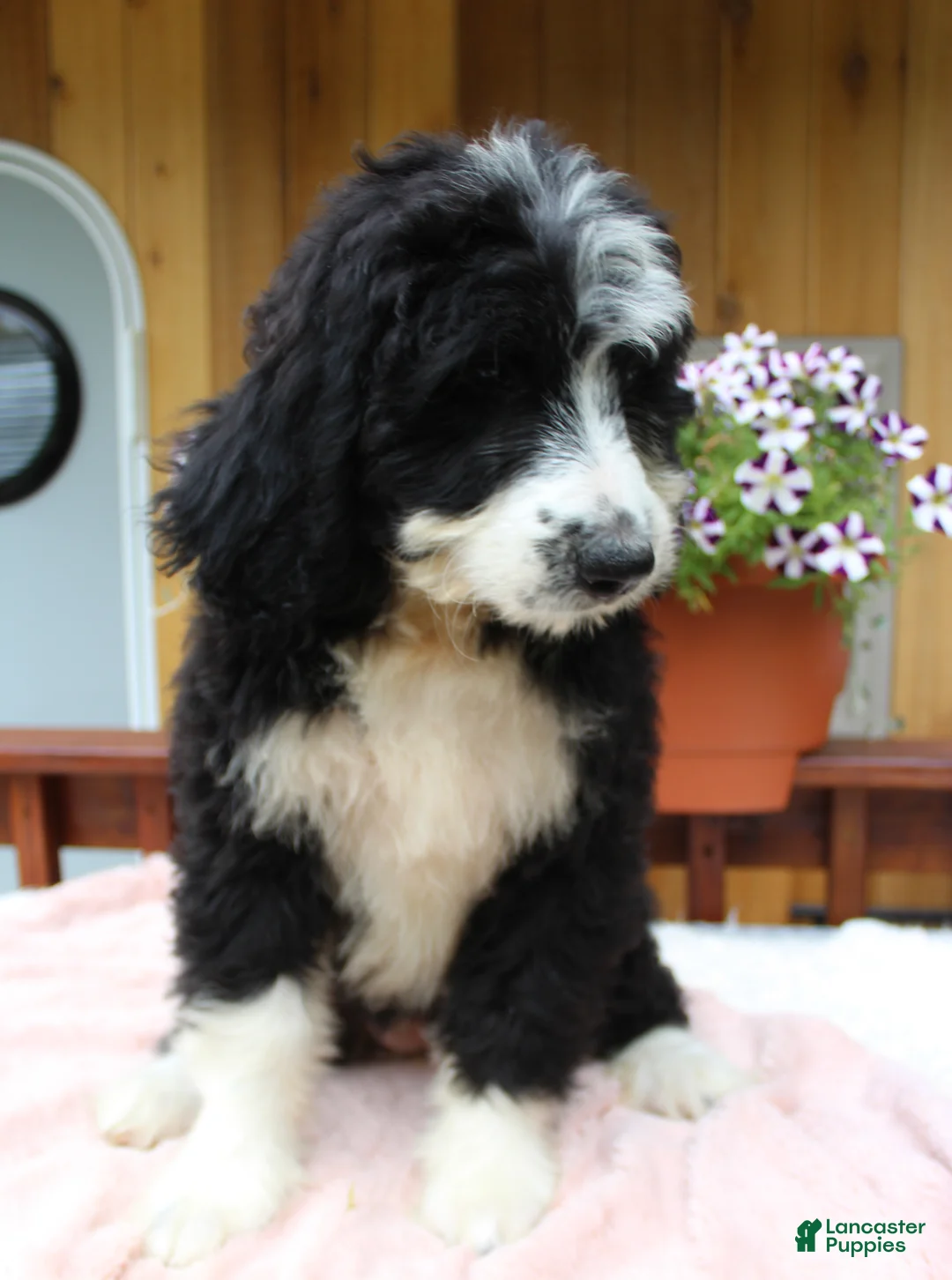 Bernedoodle dogs for sale: Ava - Ad 9