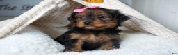 Yorkshire Terrier dogs for sale: CASSIE - Ad 3