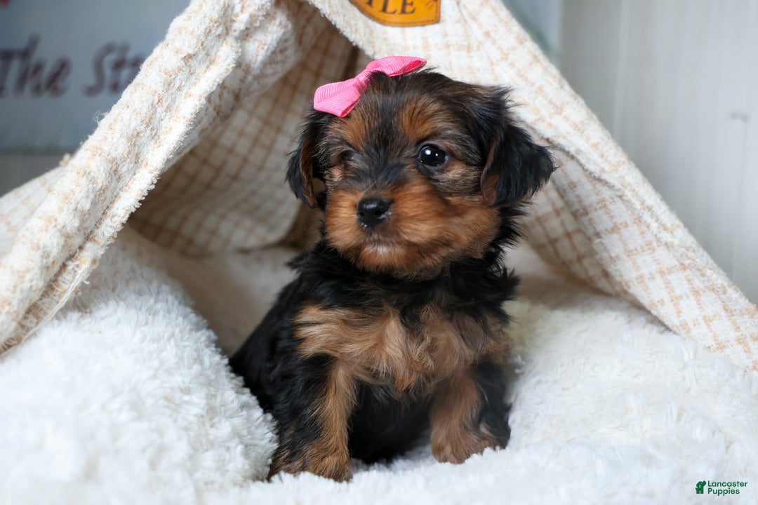 Yorkshire Terrier dogs for sale: CASSIE - Ad 3