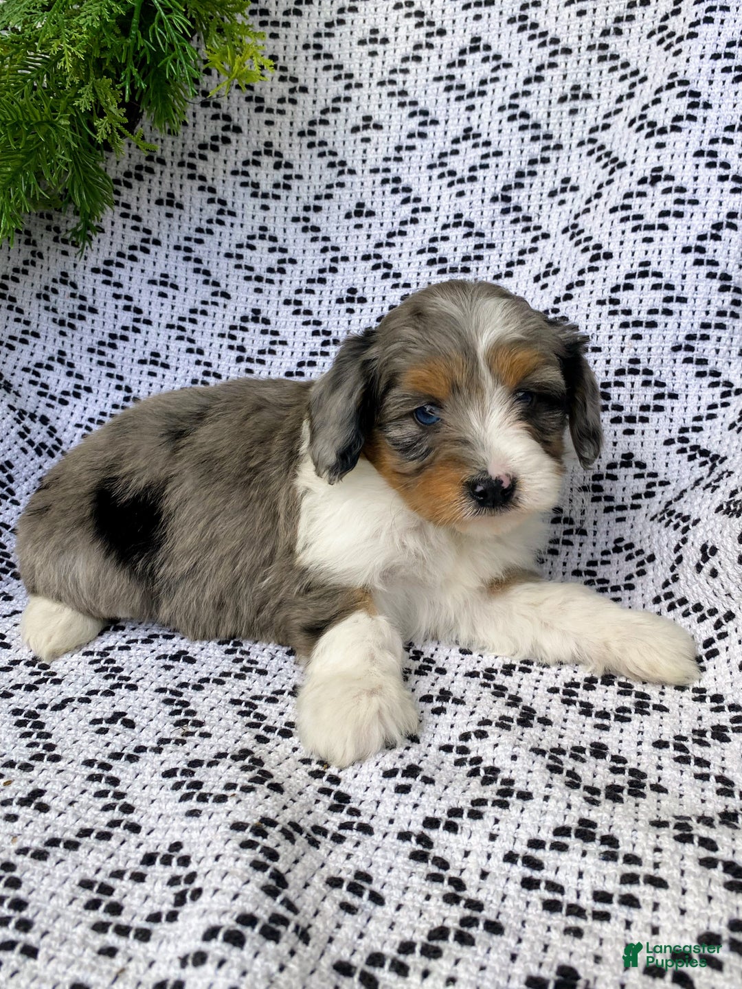 Mini Aussiedoodle dogs for sale: Bella - Ad 4