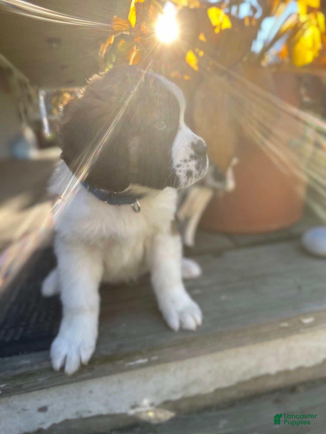 Saint Bernard dogs for sale: Georgia  - Ad 8