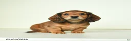 Miniature Dachshund dogs for sale: Dicky - Ad 2