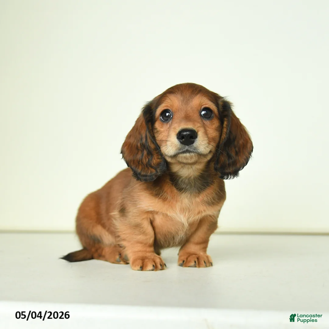 Miniature Dachshund dogs for sale: Dicky - Ad 2