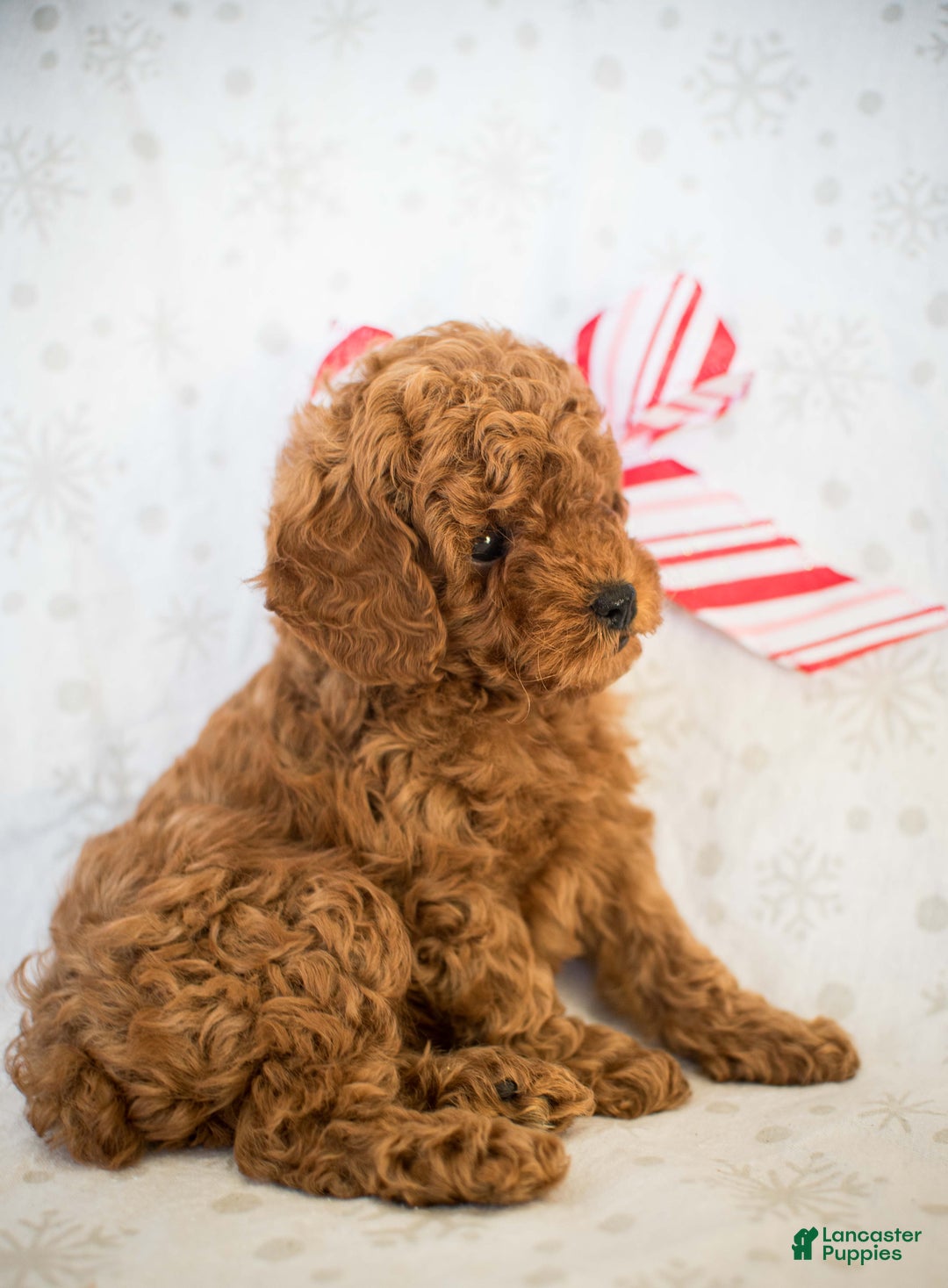 Miniature Poodle dogs for sale: Cindy Lou - Ad 5