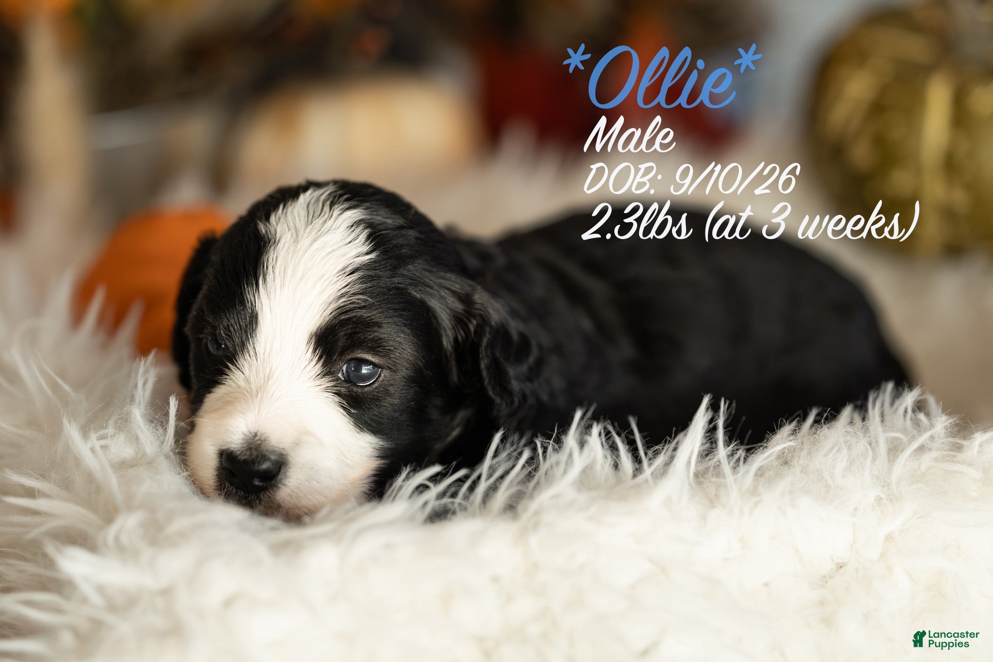 Bernedoodle dogs Ollie - Ad 10