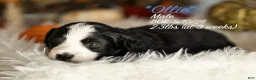 Bernedoodle dogs for sale: Ollie - Ad 1
