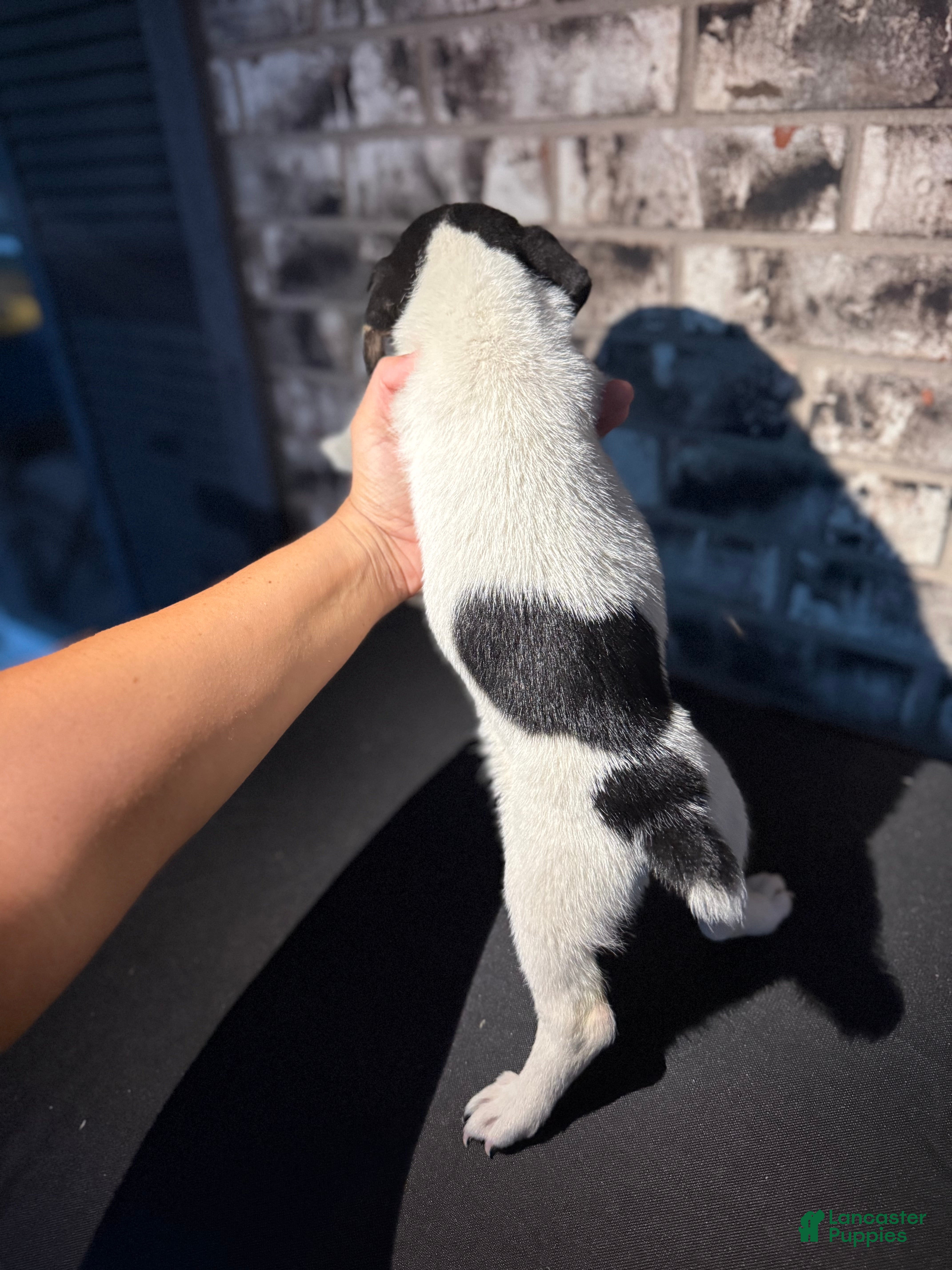 Jack Russell Terrier dogs Jack Russell Terrier 2 - Ad 2