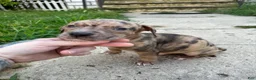 American Bully dogs for sale: Tony - Ad 2