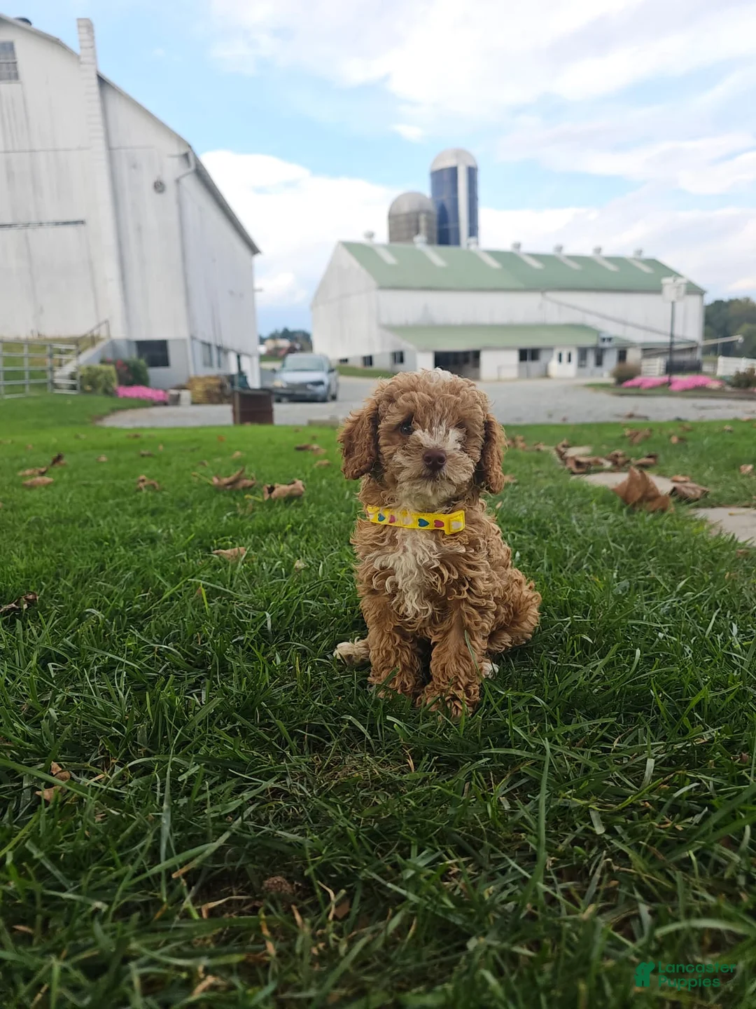 Toy Poodle dogs for sale: Nico - Akc Teacup Toy Poodle - Ad 2