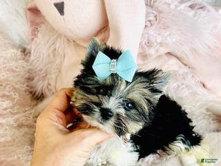 Yorkshire Terrier dogs Yorkshire Terrier Puppy 1 - Ad 15