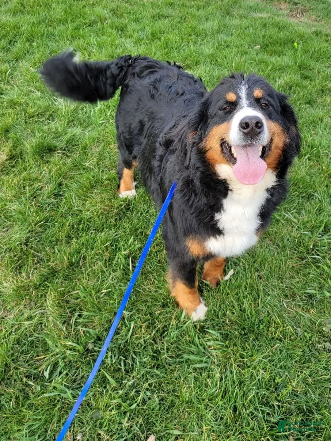 Mini Bernedoodle dogs for sale: Mini Reese - Ad 17