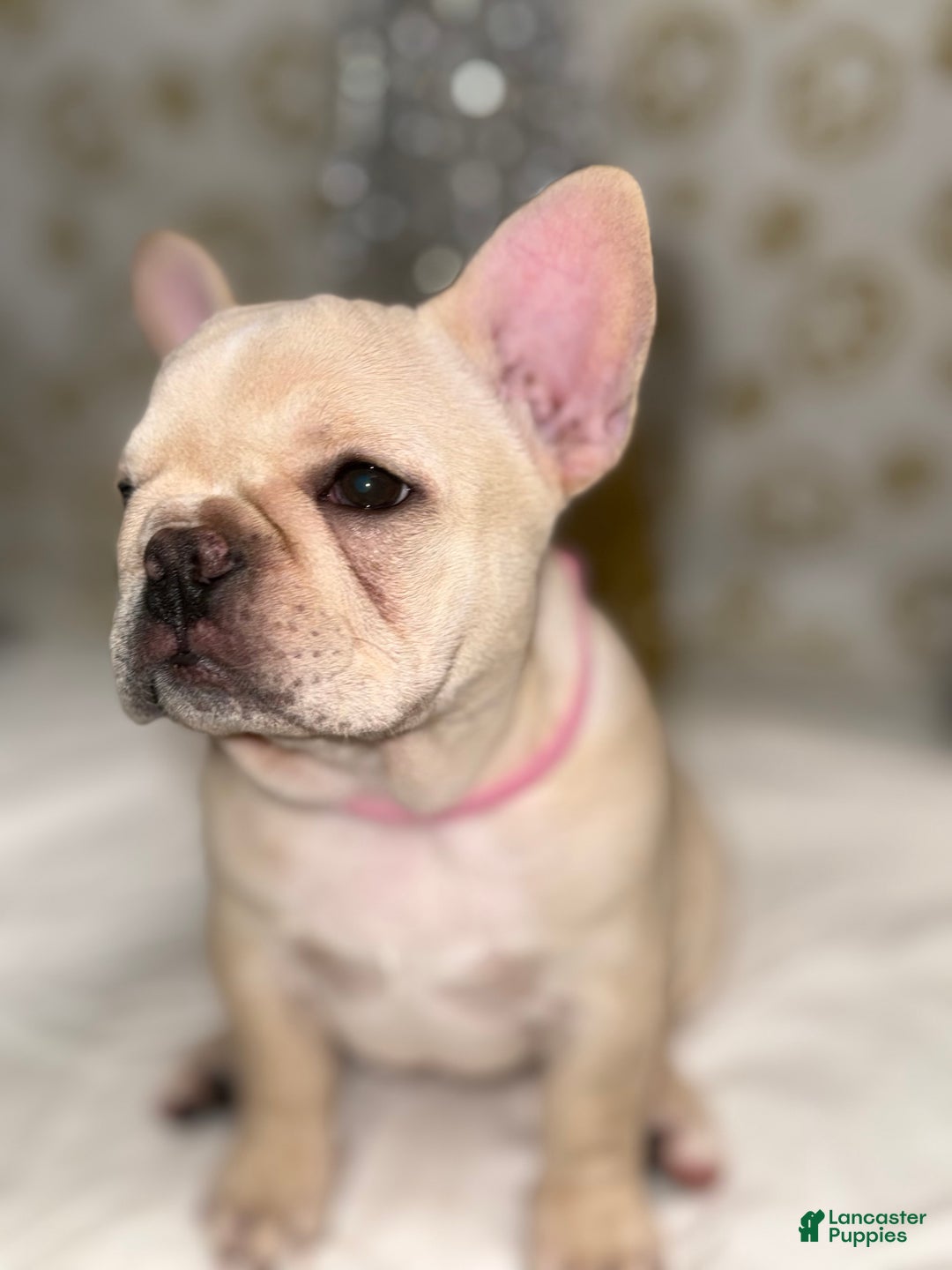 French Bulldog dogs for sale: Star Fire - Ad 4