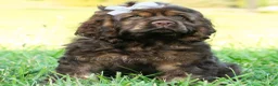 Cocker Spaniel dogs for sale: Morningstar - Ad 5