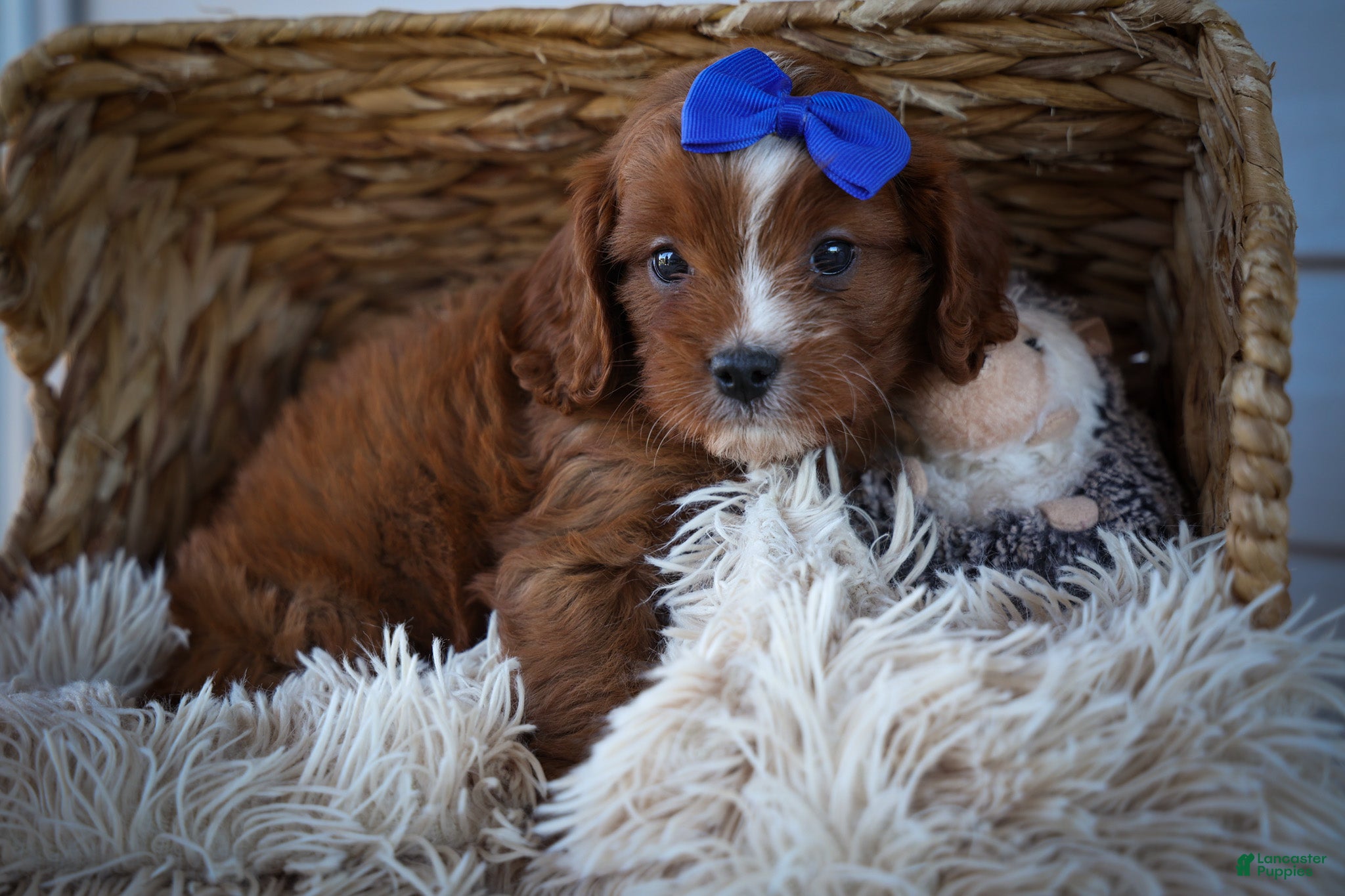 Cavapoo dogs Kyle🐾 - Ad 2