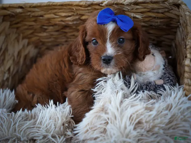 Cavapoo dogs Kyle🐾 - Ad 2