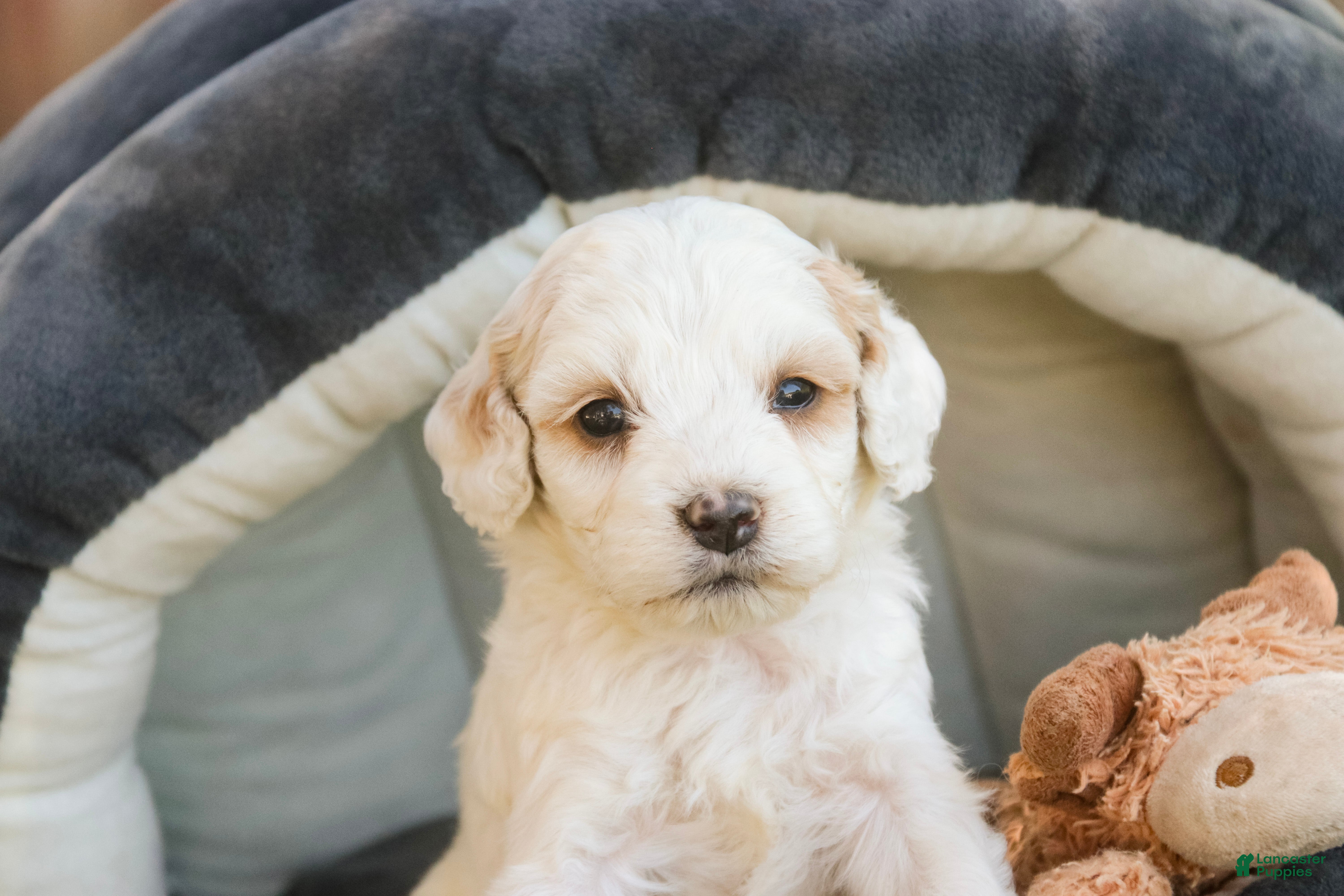 Mixed Breed dogs Gnome Munchkin Bernedoodle - Ad 2