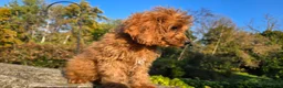 Cavapoo dogs for sale: Kyle - Ad 9