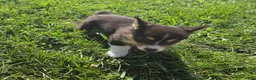 Mixed Breed dogs for sale: Lassie - Ad 5