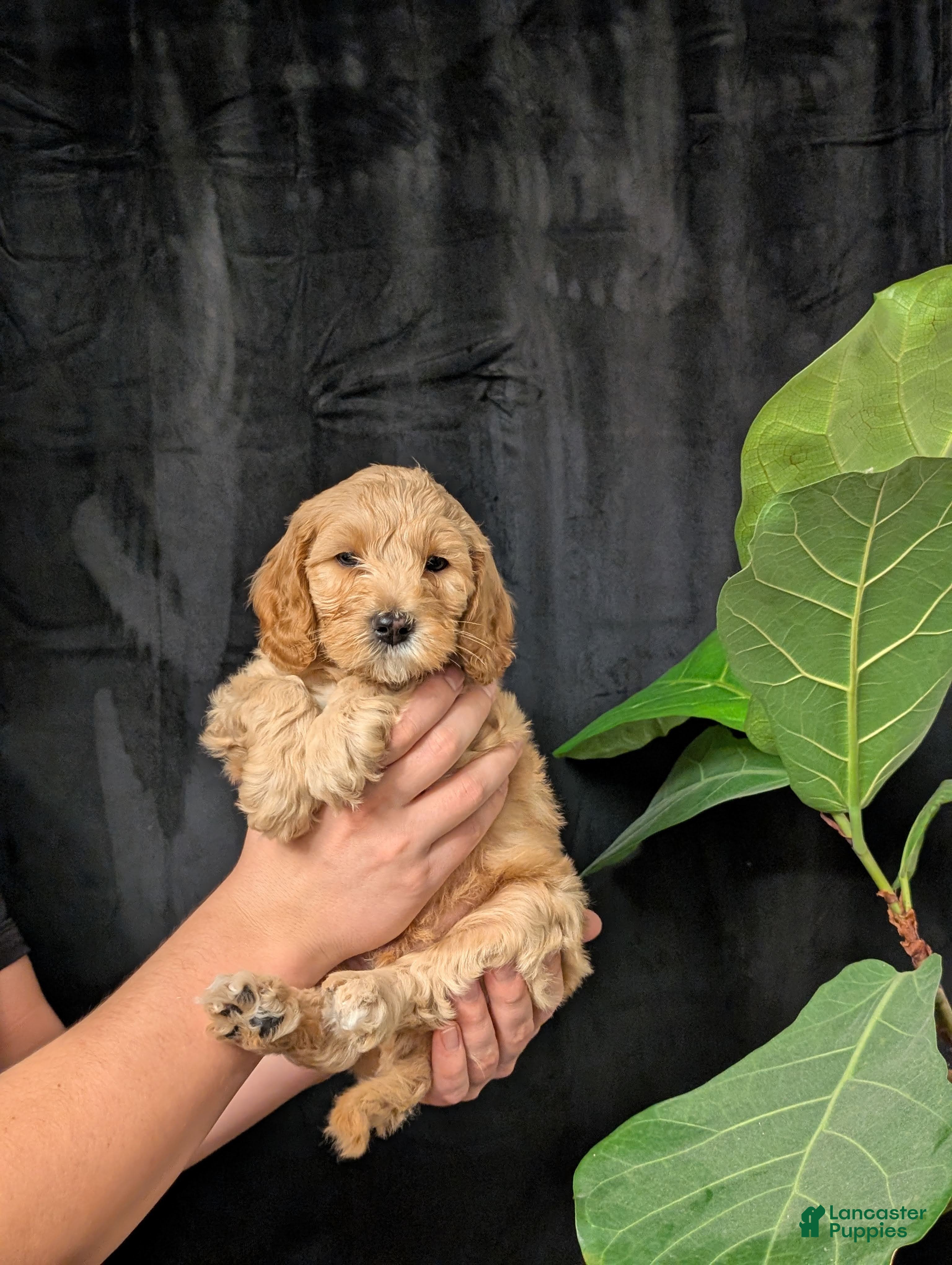 Cavapoo dogs Everest - Ad 2
