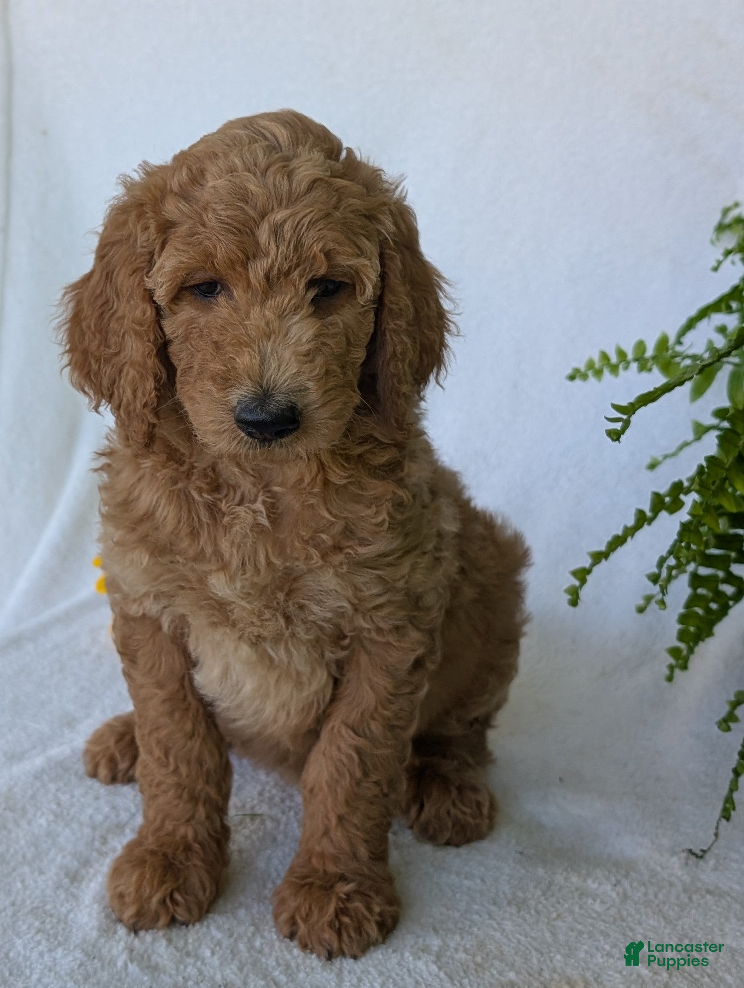 Goldendoodle dogs Sara - Ad 1