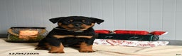 Rottweiler dogs for sale: Butterscotch - Ad 3
