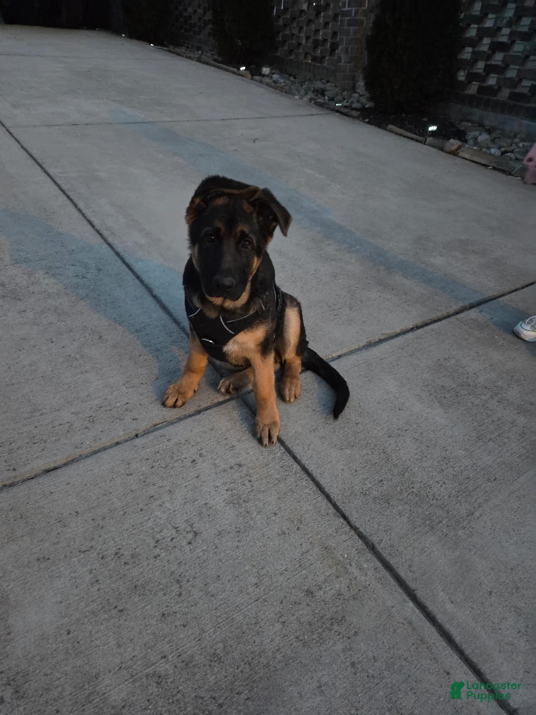 German Shepherd dogs for sale: German Shepherd Puppy 1 - Ad 2