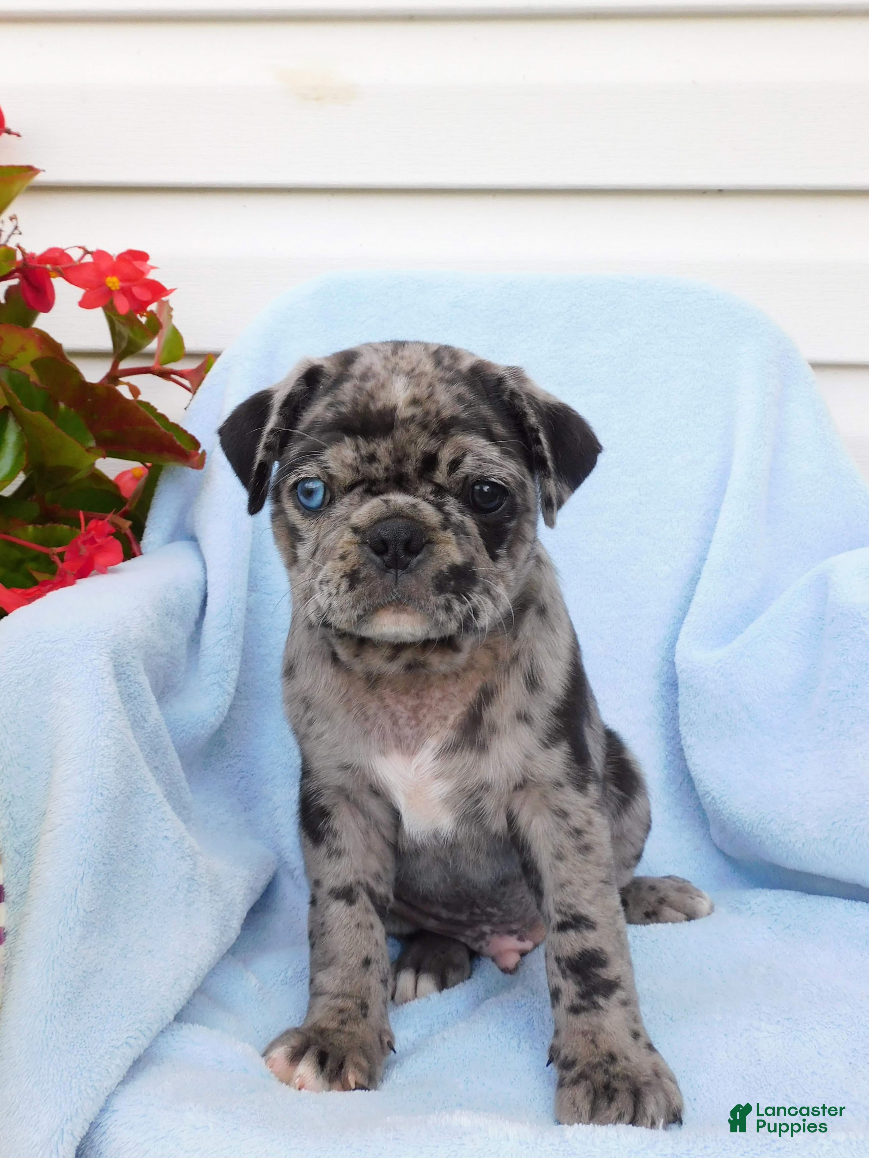 Pug dogs Gage - Ad 1