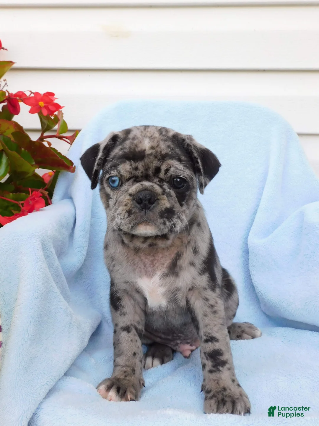 Pug dogs for sale: Gage - Ad 1