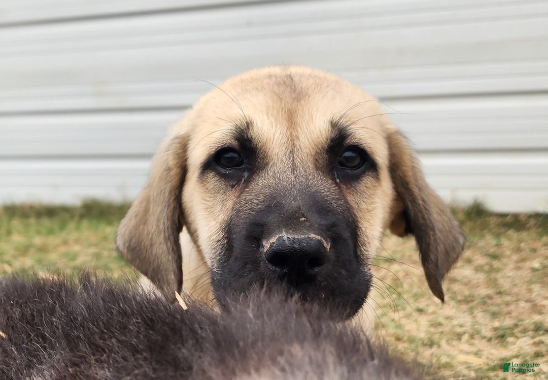 Anatolian Shepherd dogs for sale: AKC Blue M1 ASD puppy - Ad 20