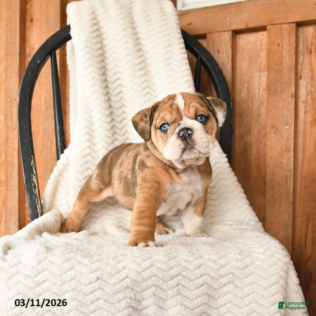 English Bulldog dogs for sale: Misty - Ad 1