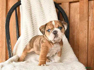 English Bulldog dogs for sale: Misty - Ad 3