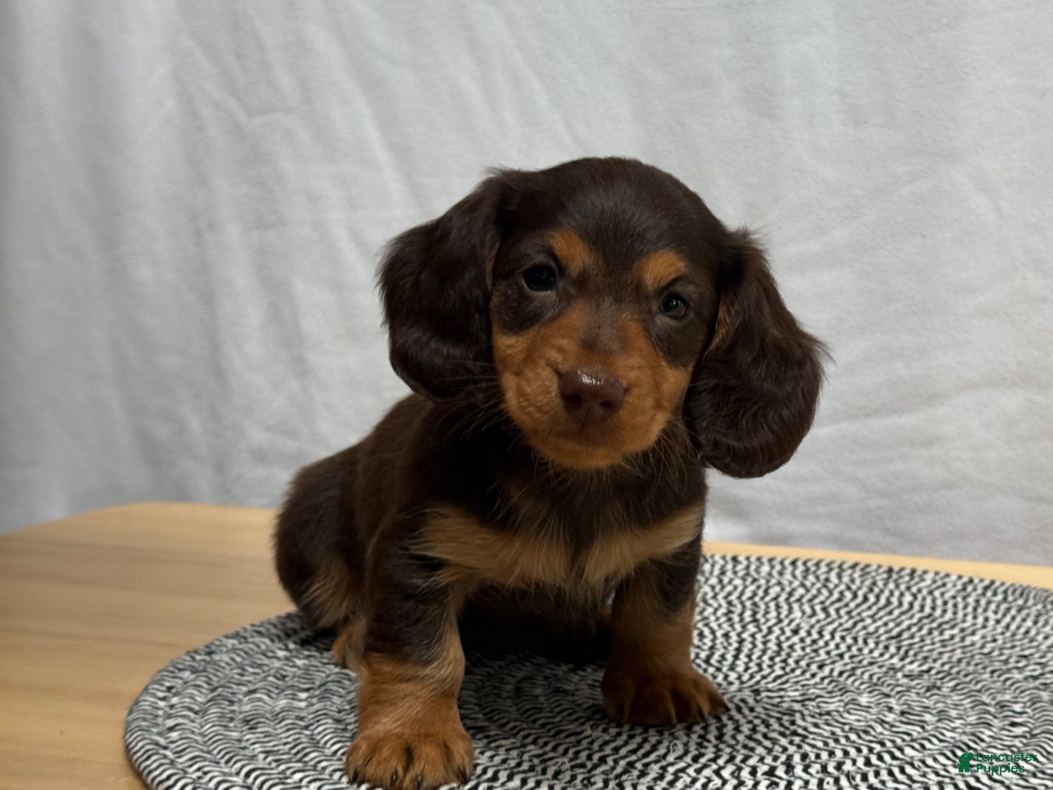 Miniature Dachshund dogs Reese - Ad 2