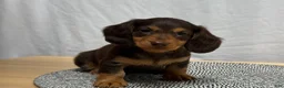 Miniature Dachshund dogs for sale: Reese - Ad 2