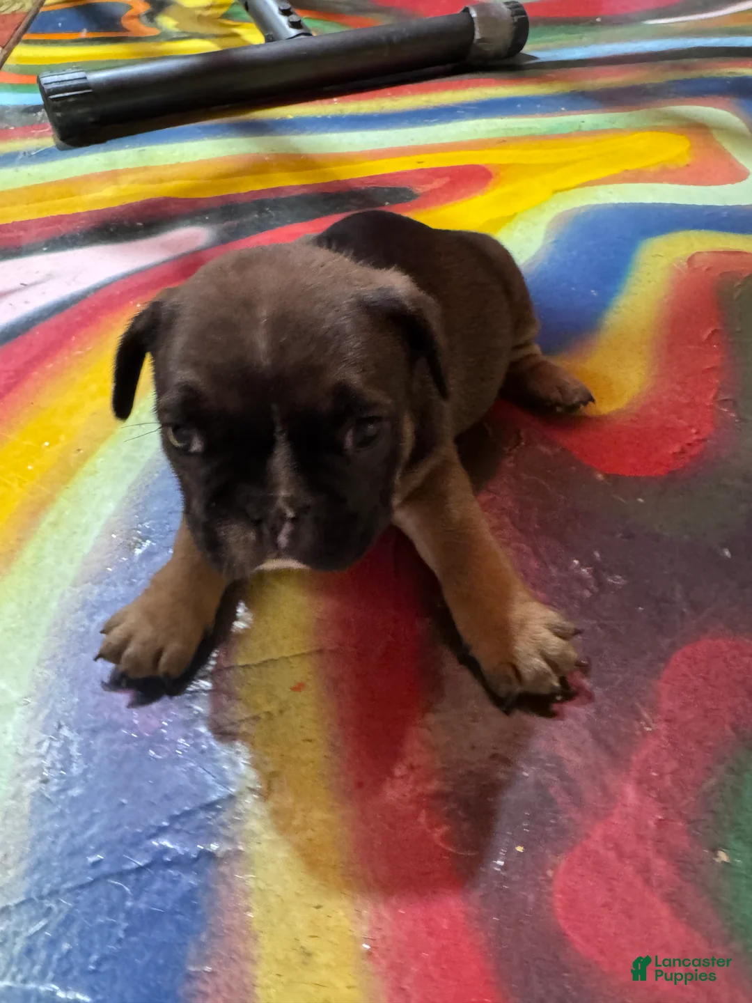 French Bulldog dogs for sale: French Bulldog Puppy 4 - Ad 1