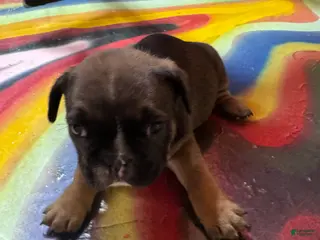 French Bulldog dogs French Bulldog Puppy 4 - Ad 7