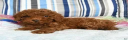 Miniature Poodle dogs for sale: Cookie - Ad 3
