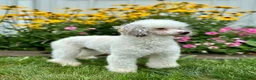 Mini Bernedoodle dogs for sale: Rosie  - Ad 7