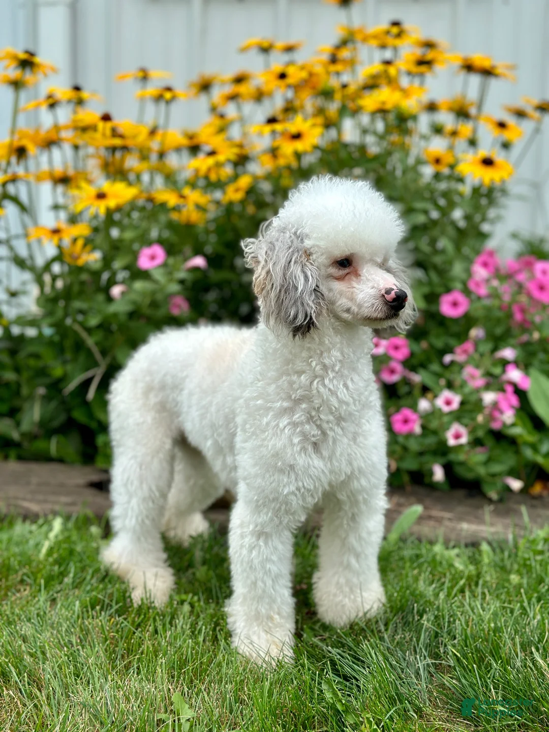 Mini Bernedoodle dogs for sale: Rosie  - Ad 7