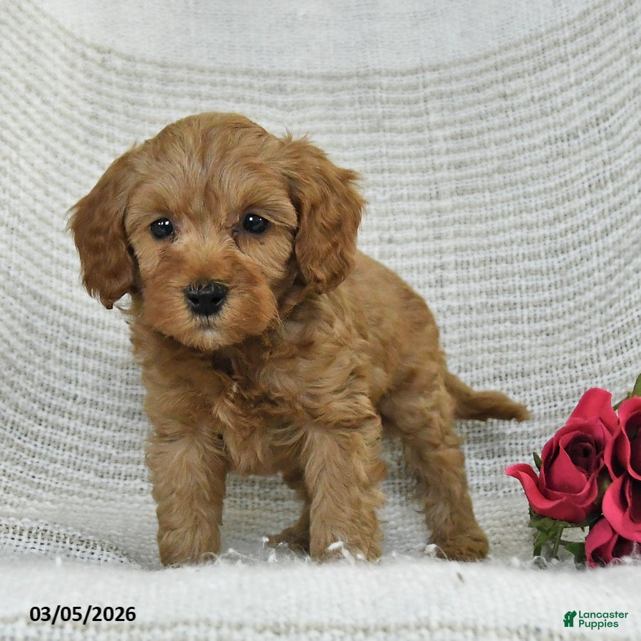 Mini Goldendoodle dogs Justin - Ad 2