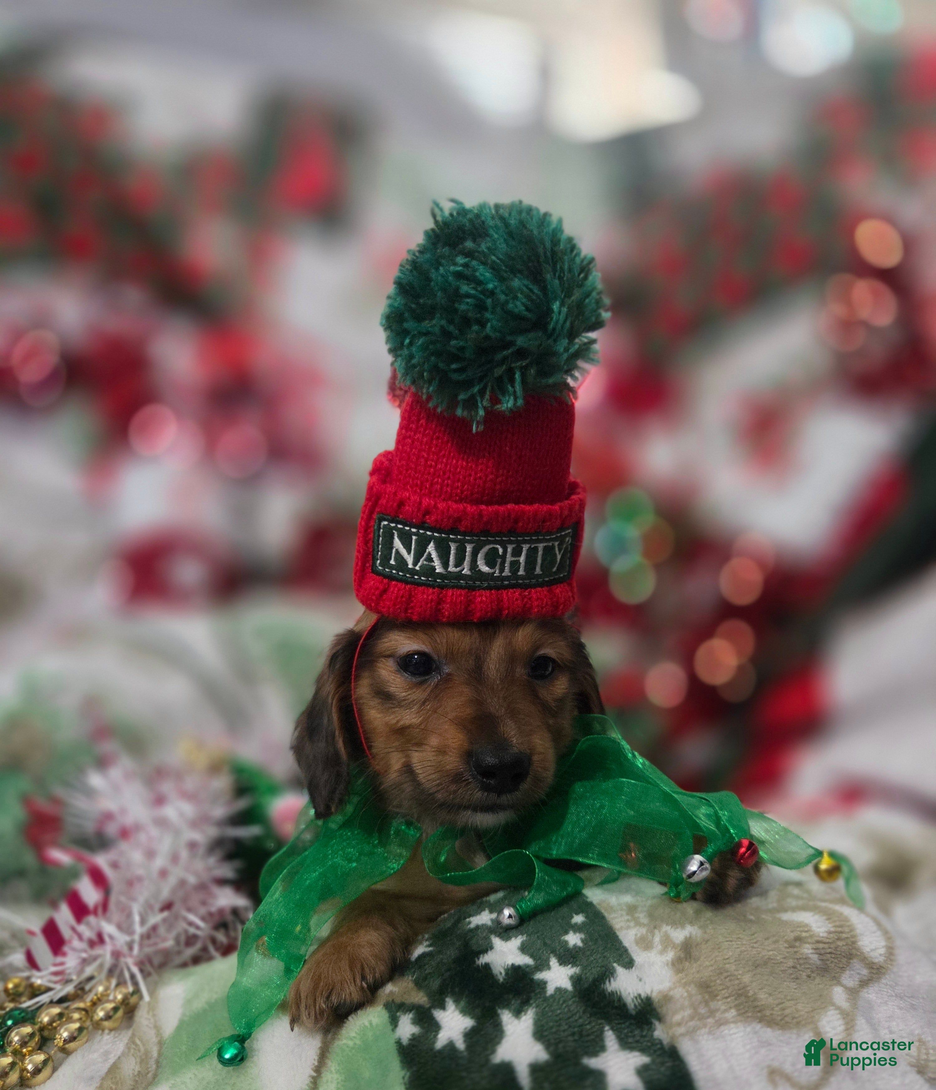 Miniature Dachshund dogs for sale: Miniature Dachshund 1 - Ad 2