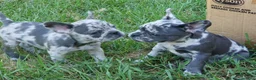 French Bulldog dogs for sale: Violet - Ad 4