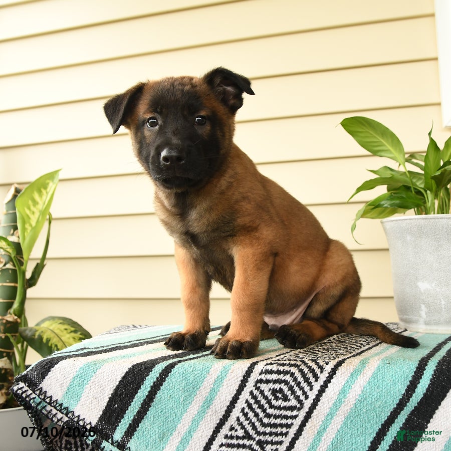 Belgian Malinois dogs Baraka - Ad 1