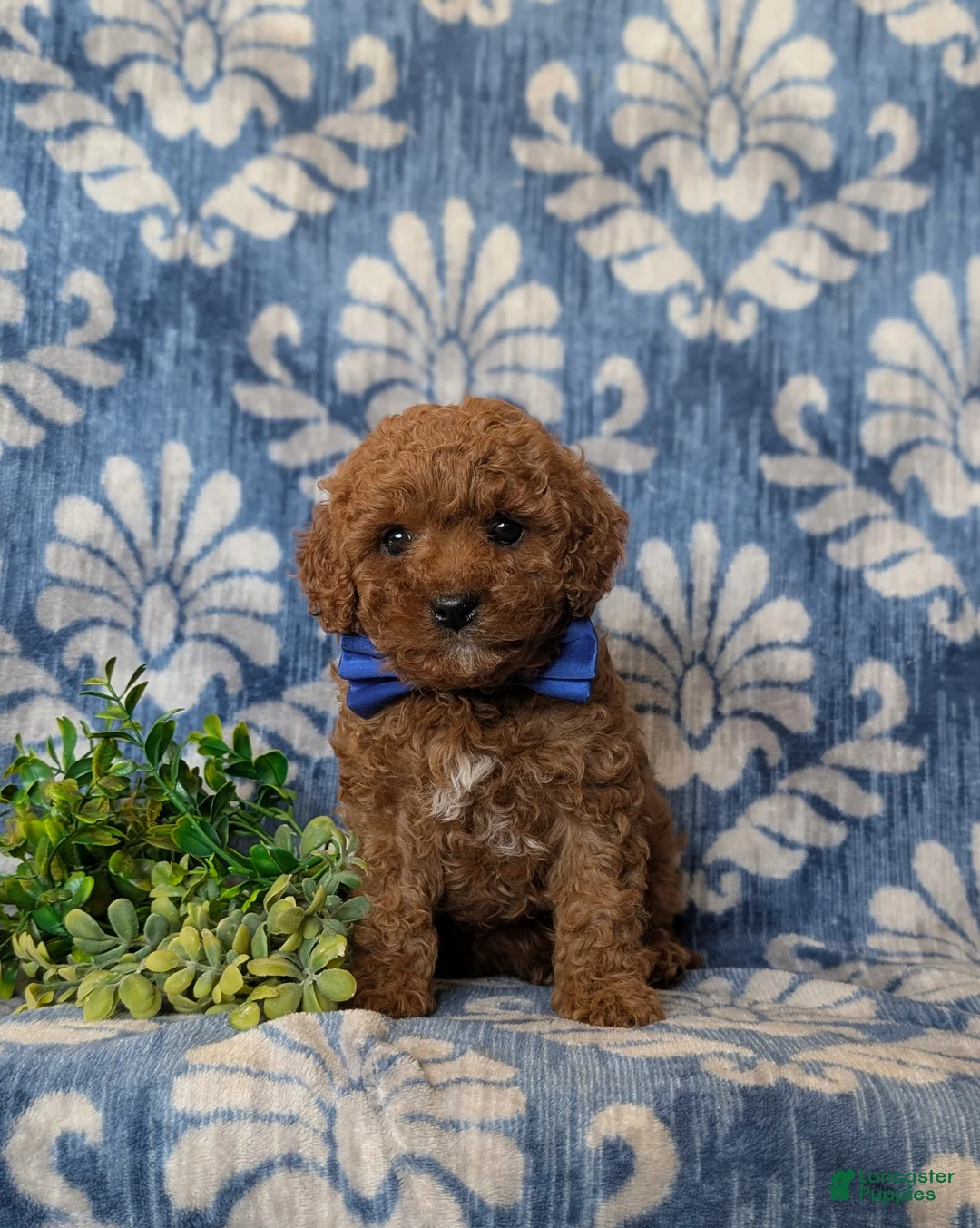Cavapoo dogs for sale: Drew Hypoallergenic - Ad 2