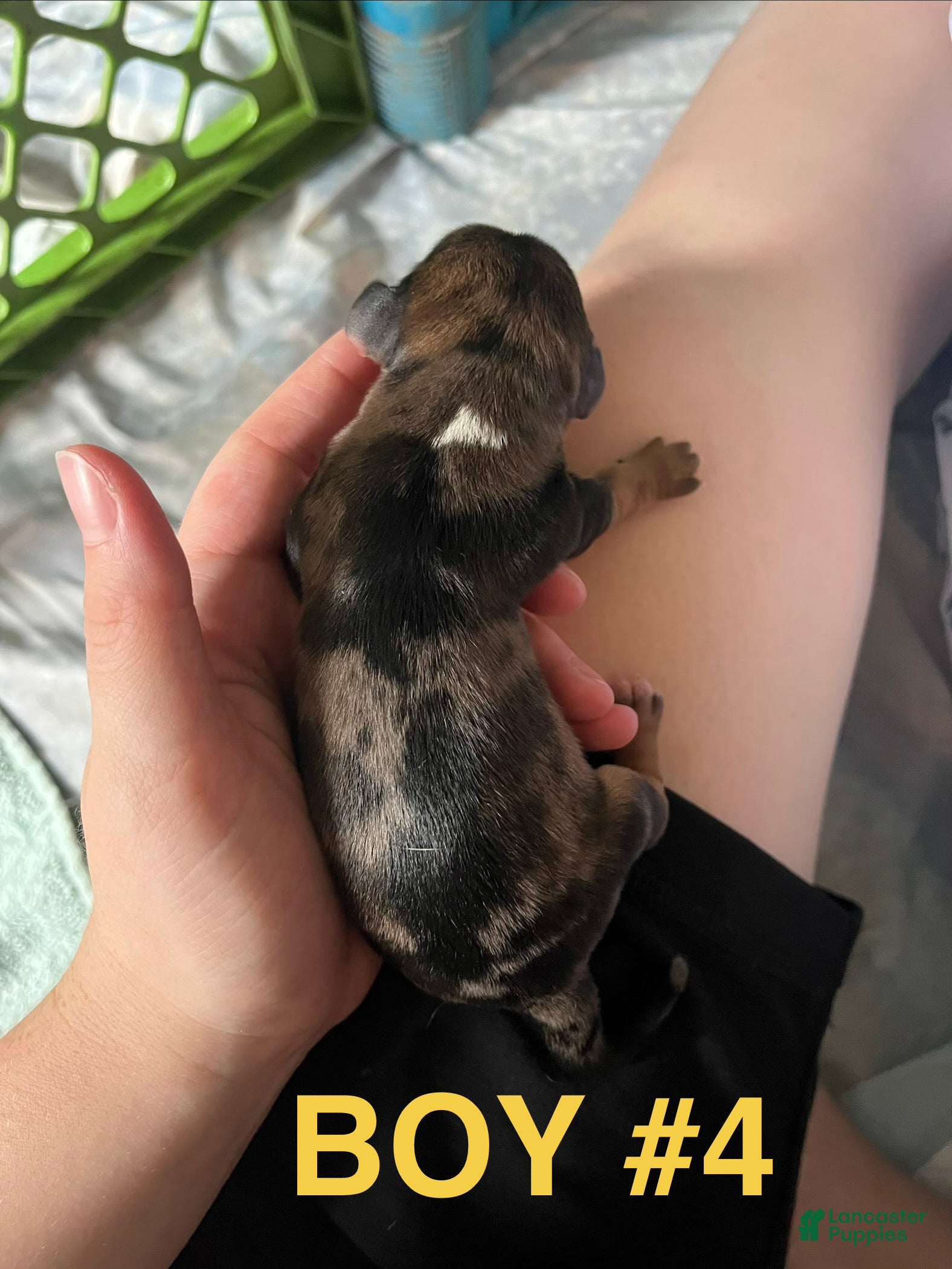 Dachshund dogs Male 4 - Ad 4